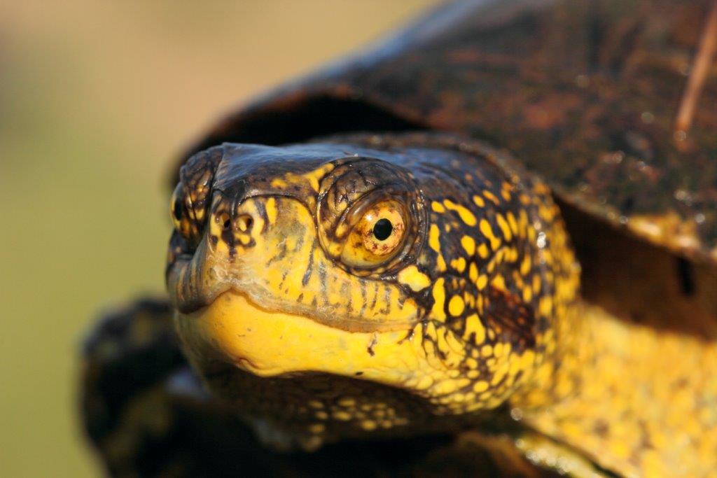 Emys e Natrix nel Parco Regionale MSRM